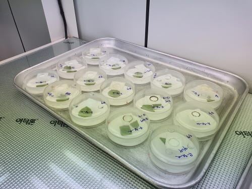 천연살충제, 토종 식물에서 추출한다 post image