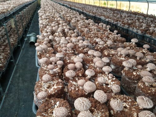 “내년도 산림소득 공모사업 참여하세요” post image