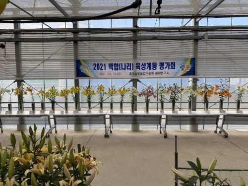 충남육성 백합 ‘트럼펫 백합’ 7종 선발 post image