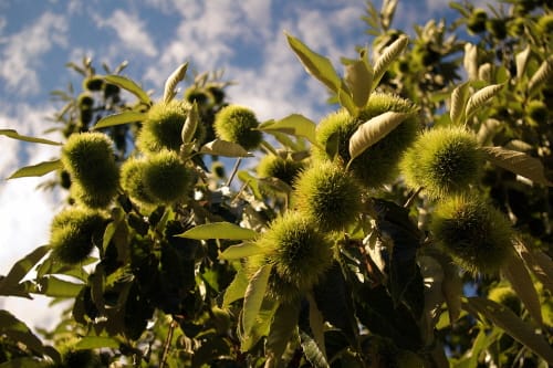 부여군, 전국 최초 ‘밤 재배농가 생태임업 직불금’ 도입 화제 post image