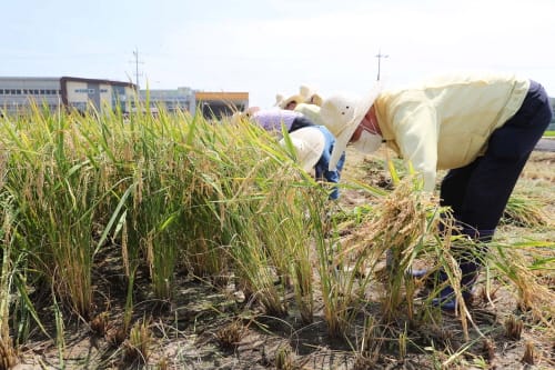 ‘빠르미’ 일반 농가 대량 재배 성공 post image