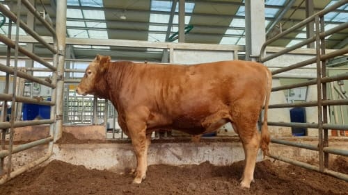 충남 한우 ‘후보씨수소’ 됐다 post image