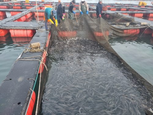 천수만 참조기 양식, 정부 사업발표회 '최우수상' post image