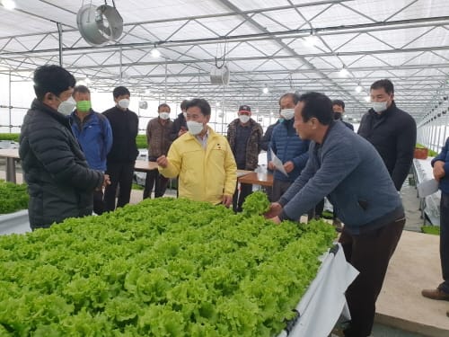 부여군, 쌈채소 생산으로 새 수익모델 창출 post image