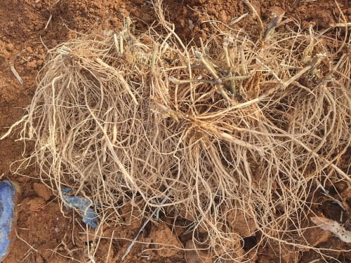 생산성 높은 부여 우슬, 신소득 작물로 주목 post image