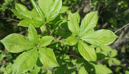 전통약술에서 ‘관절염 치료 식품’으로 변신 post image