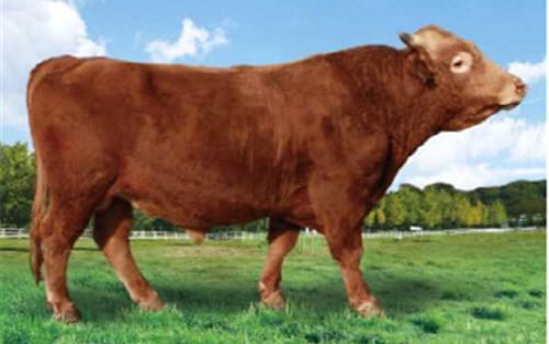 국가 보증씨수소 명칭 ‘충남한우’ 확정 post image