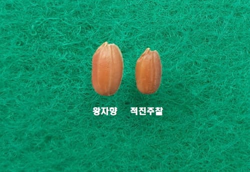 새로운 식감 특색 있는 유색미로 시장 개척 post image