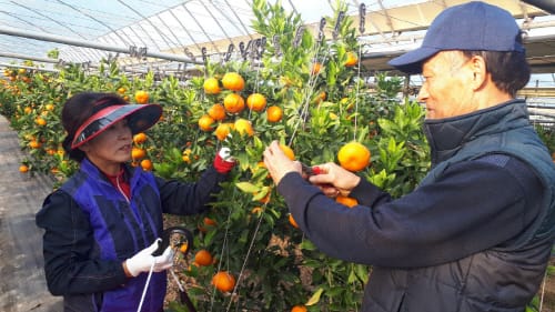 ‘제주감귤 대신 충남감귤’- 아열대 작물 경쟁력 강화 post image