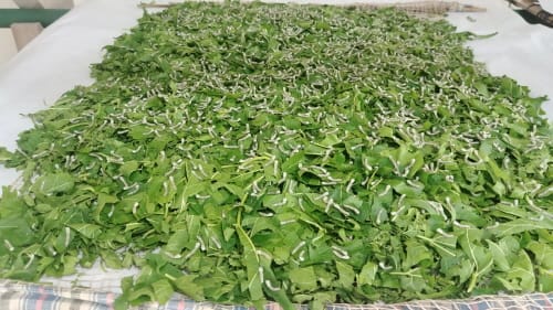 “농가 맞춤형 봄 누에알 신청하세요” post image