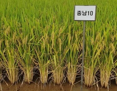 충남 환경에 딱 맞는 신품종 쌀 ‘향진주’ 개발 post image