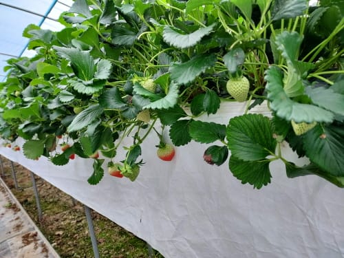 ‘광환경개선시트’ 고품질 딸기 생산 도움 post image