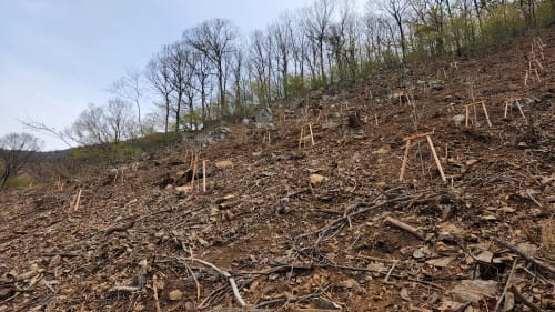 도유림 내 ‘명품 숲’ 조성 완료 post image