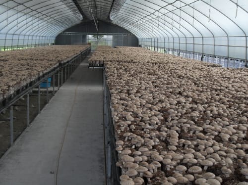 ‘산림소득 공모사업’ 참여하세요 post image