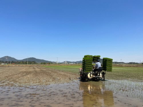 충남 빠르미와 씨감자 가을생산 결합 1석 4조 효과 post image