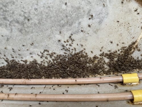 내수면 참게 15만 5000마리 방류 post image