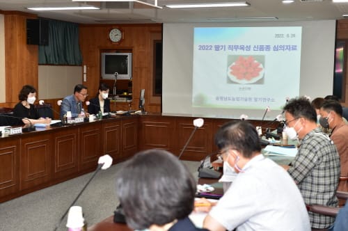 충남 대표할 딸기, 프리지아 신품종 나온다 post image