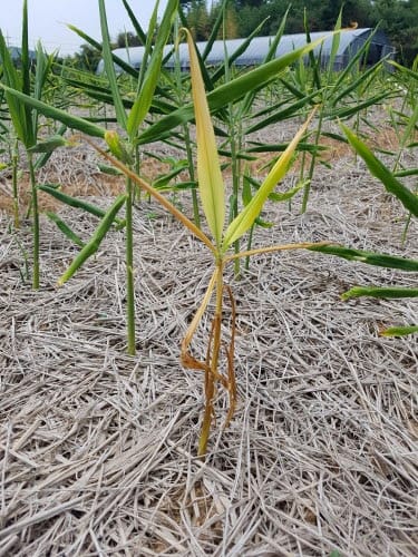 ‘생강 뿌리썩음병’ 진단·방제요령 제시 post image