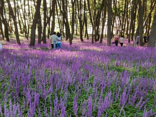 약용작물 ‘맥문동’ 조경용 신품종 찾는다 post image