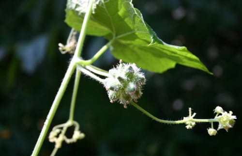 생태계 교란 가시박, 신기술로 없앤다 post image