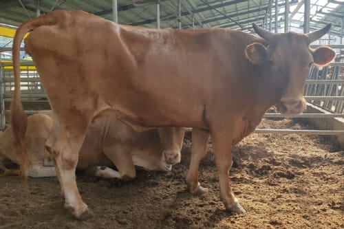 한우 생체난자흡입술 수정란 활용사업으로 농가 수익 극대화 post image