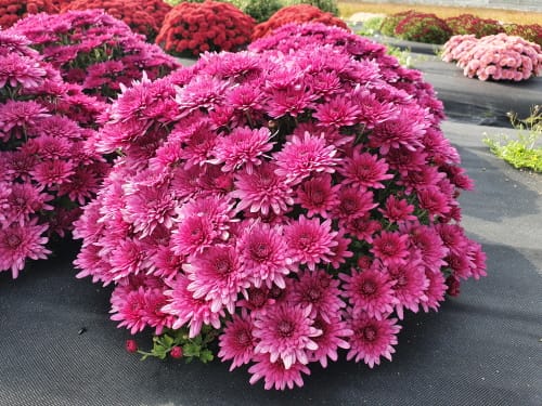 국화 신품종 7개 품종보호권 획득 post image