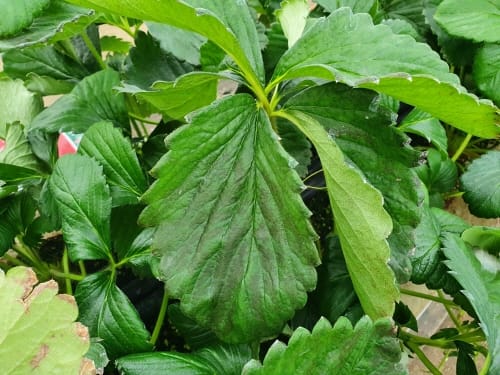 프리미엄 딸기 ‘비타베리’ 양분관리 필수 post image