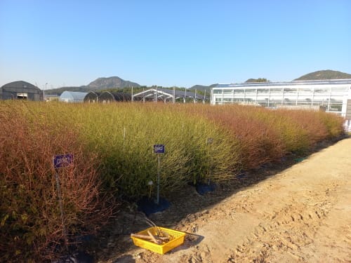 우슬·지모 품종 개발 추진… 약재 국산화 나선다 post image