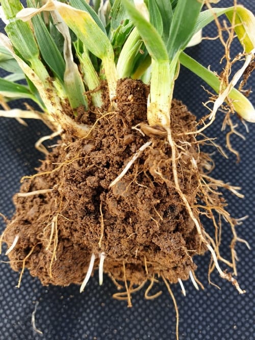 한 해 농사 성패 달린 ‘생육재생기’ 관리 강조 post image