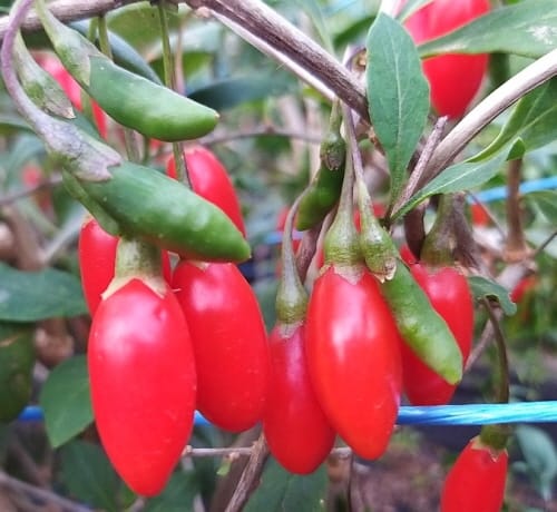 내병성·수확량 뛰어난 구기자 신품종 보급 post image