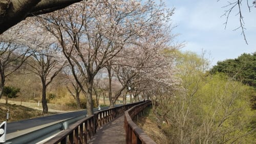 “덕산도립공원 벚꽃길로 나들이 오세요” post image