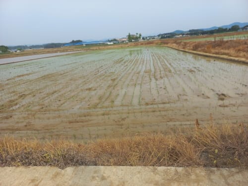 벼 우량종자 보급 위한 모내기 시작 post image