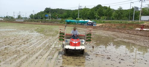 이준배 부시장, 풍년 기원 모내기 현장 찾아 post image