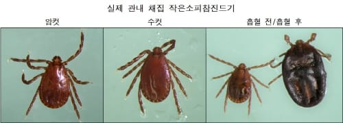 여름철 야외활동 시 진드기 조심하세요! post image