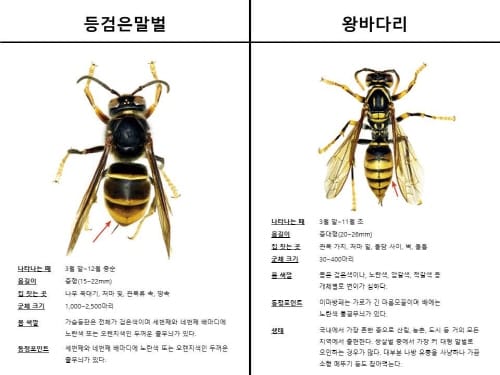 “여름철 벌벌 떨게 만드는, 벌 조심하세요” post image