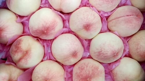 올해 조치원복숭아축제 경제적 효과 13억 육박 post image