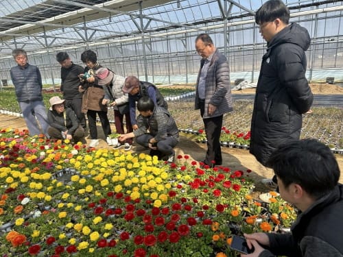 화훼시범재배농가 출하 봄꽃, 중앙공원에서 첫선 post image
