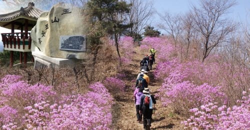 부여, 봄의 정취를 머금은 첫 꽃 축제 post image
