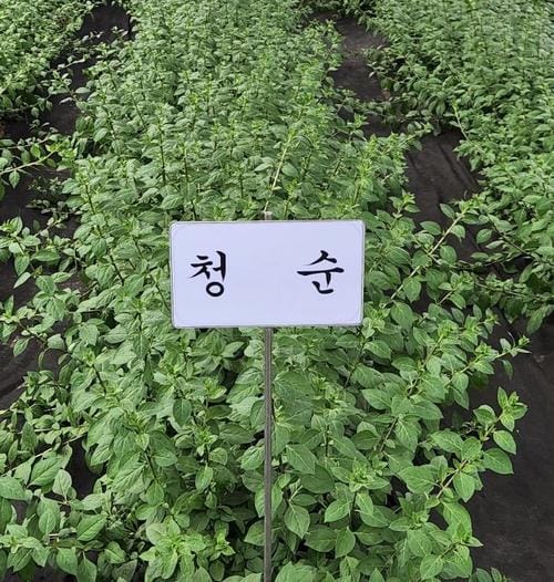 비타민 다량 함유 구기순…봄나물로 인기 post image