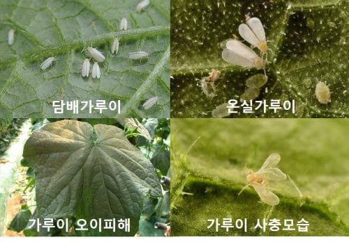 농가 골칫거리 ‘가루이’… 방제길 열렸다 post image