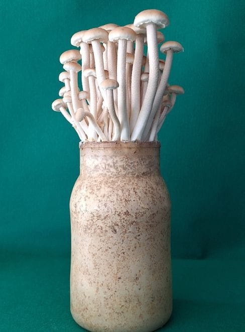 충남도 버들송이 신품종 ‘아삭송’ 품종 post image