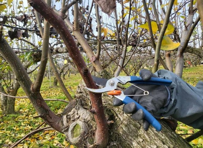 충남 과수화상병 75% 급감…동계 궤양 제거 ‘중요’ post image