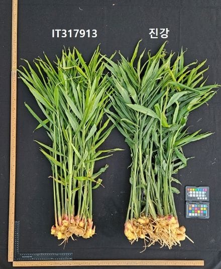 충남도 농업기술원 “생강 종자 주권, 충남이 지킨다!” post image