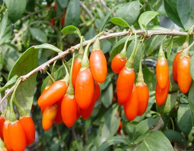 충남도 농업기술원 구기자 신품종 삽수 분양 시작 post image