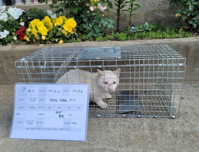 부여, 상반기 실외 사육견·길고양이 중성화 수술 지원 post image