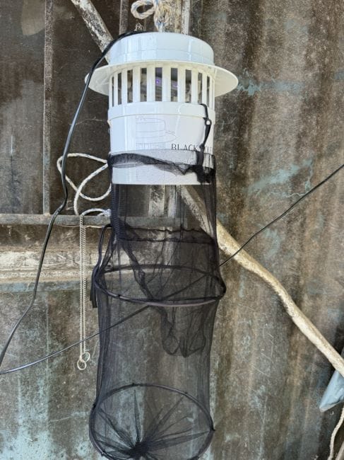 일본뇌염 매개모기 감시체계 본격 가동 post image