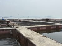 천수만 해역 ‘고수온 경보’ 발령 post image