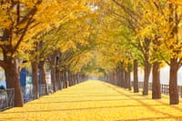 충남도 자연이 보내는 알록달록 가을 초대장 post image