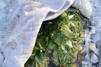 수확 중인 김장용 무·배추 한파 대비해야 post image