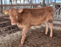 ‘충남 우수 한우 수정란 보급사업’ 효과성 입증 post image